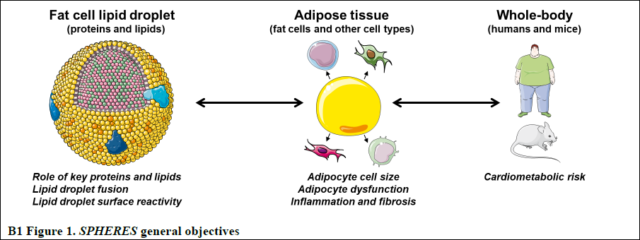 Figure 1 main objectives